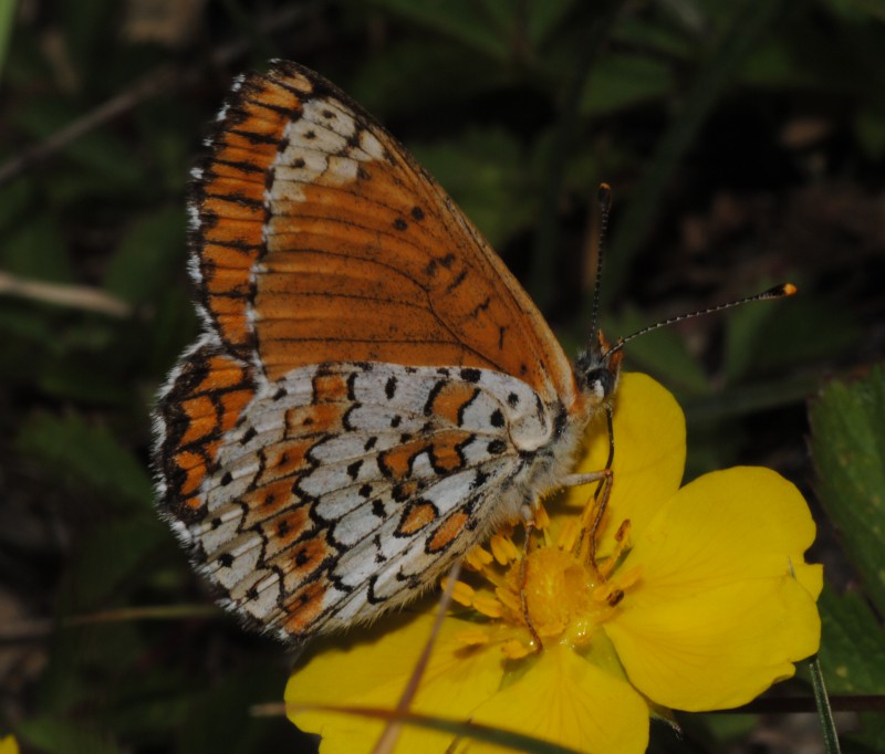 Id Melitaea (forse...)